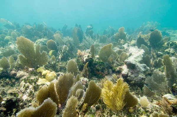 Beautiful coral formation — Stock Photo, Image