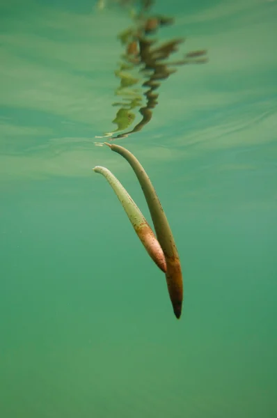 Drifting mangrove frön — Stockfoto