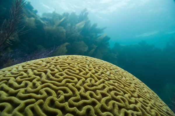 大規模な脳サンゴ — ストック写真