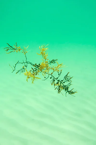 Beautiful drifting seaweed — Stock Photo, Image