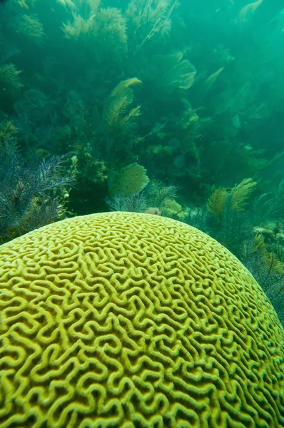 Коралловое образование мозга — стоковое фото