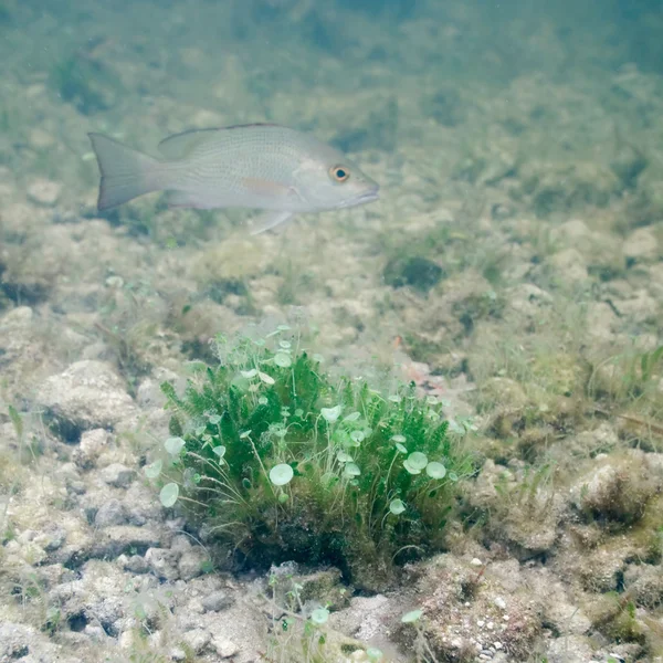 Fish and Saltwater Plant — Stock Photo, Image