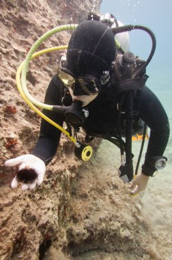Dalgıç deniz yaşamı keşfetmek 