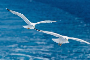 Mavi deniz üzerinde uçuş martılar