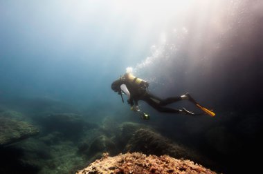 Scuba diver keşfetmek mercan