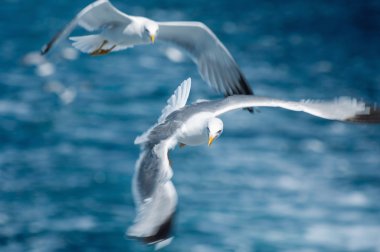 Mavi deniz üzerinde uçuş martılar