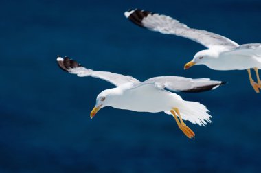 Mavi deniz üzerinde uçuş martılar