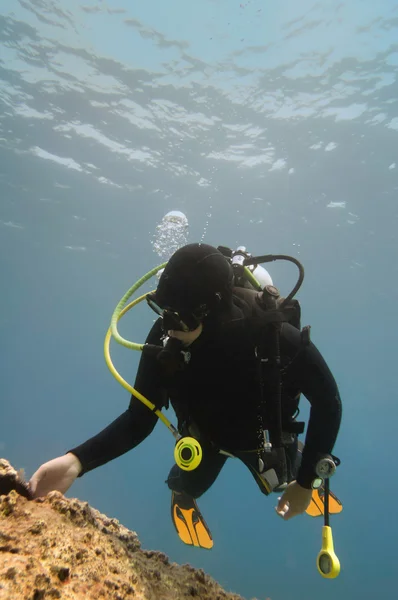 海洋生物を探検スキューバダイバー — ストック写真