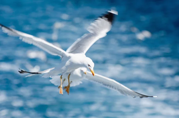 Mavi deniz üzerinde uçuş martılar — Stok fotoğraf