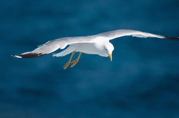 Gaivota voando acima da água — Fotografia de Stock