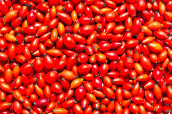 Freshly picked rosehips