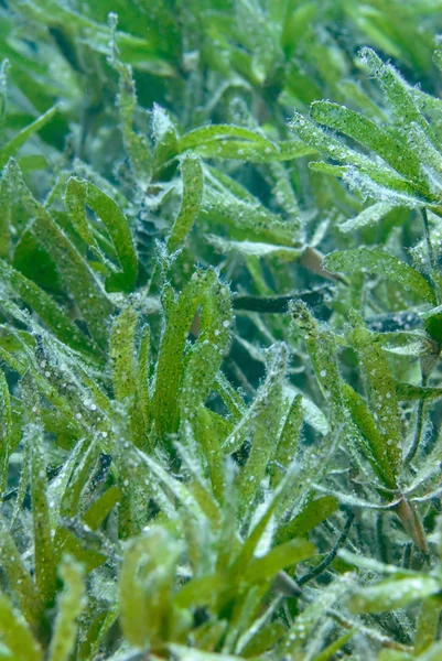 水下的海草生态系统 — 图库照片