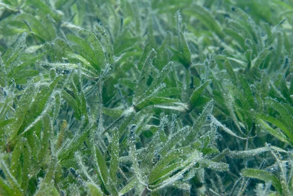 Підводне морське трав'яне поле — стокове фото