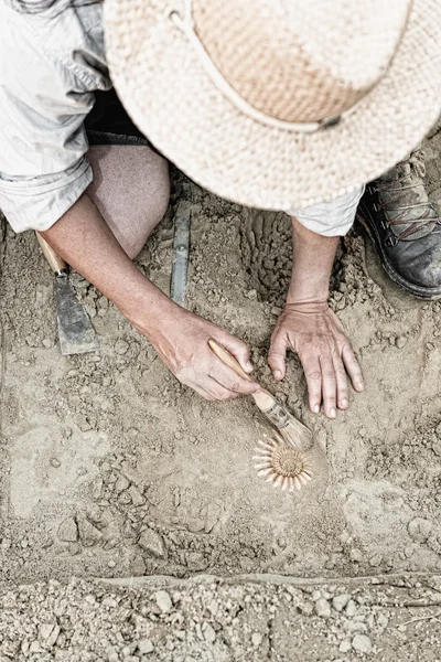 Paleontologist working with ancient fossil — Stock Photo, Image