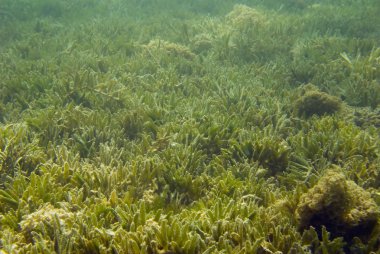 Sualtı Seagrass alanı