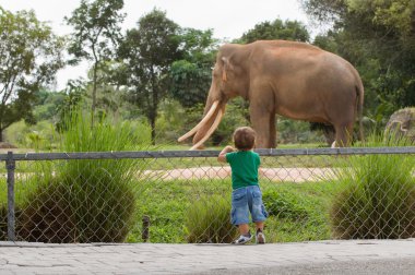 Küçük çocuk Elephant adlı arıyorsunuz