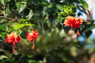 güzel kırmızı hibiscus çiçek