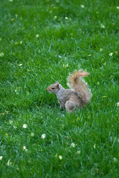 Σκίουρος σε πράσινο γρασίδι — Φωτογραφία Αρχείου