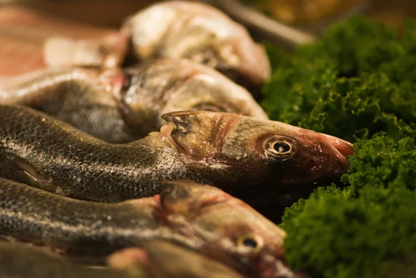 Pesce fresco al mercato — Foto Stock