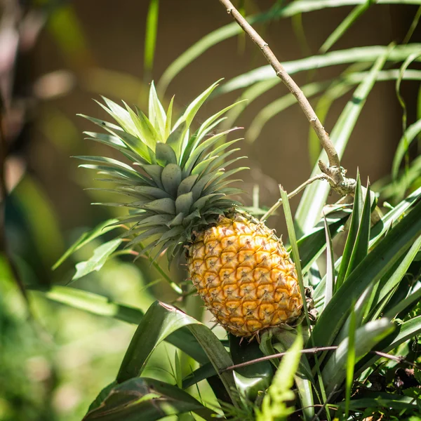Ananas plody na ekologické farmě — Stock fotografie