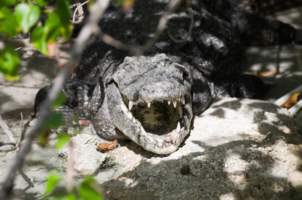 Crocodilo do nilo com mandíbulas abertas — Fotografia de Stock