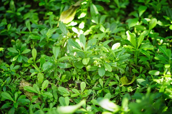 Ginseng plant groeit in de wildernis — Stockfoto