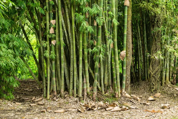 Paisagem floresta de bambu — Fotografia de Stock