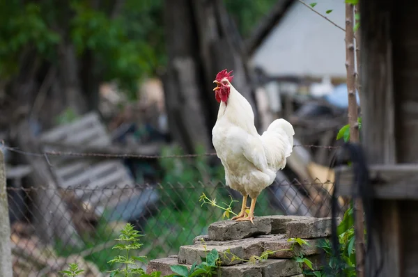 Gallo blanco en granja abandonada — Foto de Stock