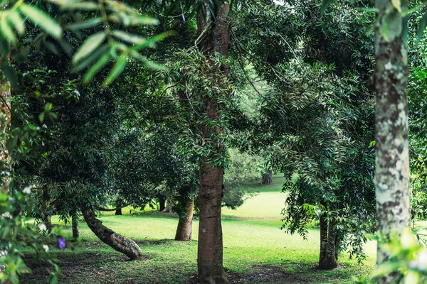 Bela floresta de eucaliptos — Fotografia de Stock