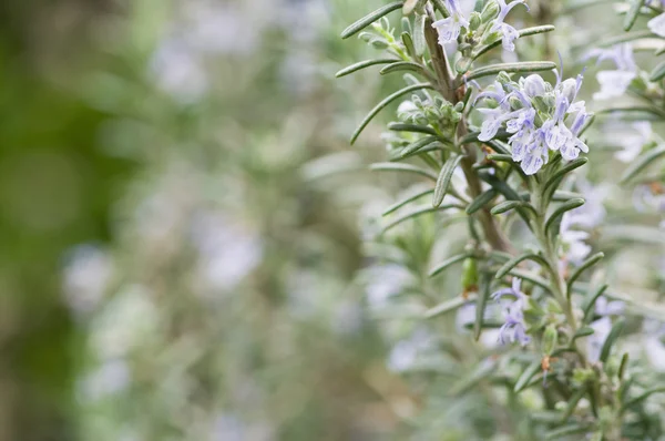 Rosemary flowers and leaves