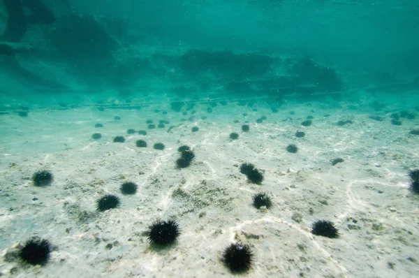 성 게와 바다 바닥 — 스톡 사진