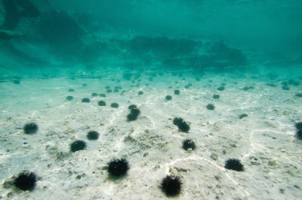 Sea bottom  with urchins — Stock Photo, Image