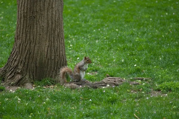 Écureuil mignon dans l'herbe verte près de l'arbre — Photo