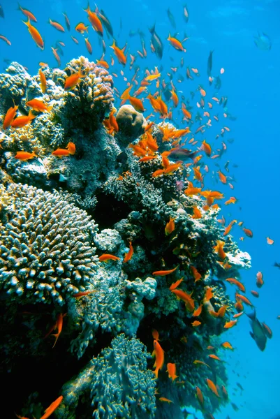 Peces coloridos nadando alrededor de pináculos de coral —  Fotos de Stock