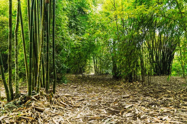 Paisagem floresta de bambu — Fotografia de Stock