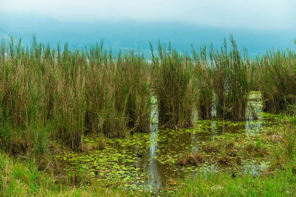Plantas aquáticas em pântano — Fotografia de Stock