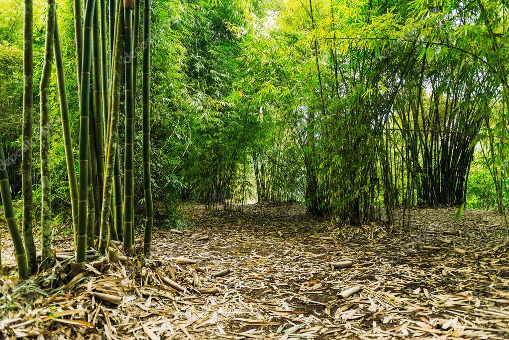 A Floresta De Bambu Deixa O Fundo Natural Da Paisagem Da Grama Clara Macia  Na Chuva, Floresta De Bambu, Cenário Natural, Panorama Imagem de plano de  fundo para download gratuito