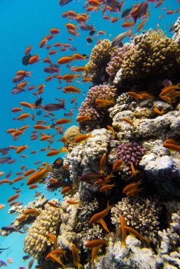 tropikal deniz yaşamı 