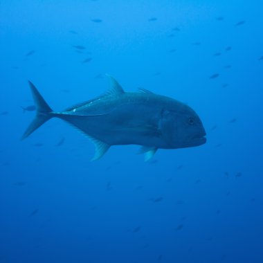 Dev trevally derin su