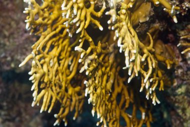 Yangın mercan oluşumu