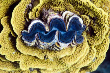 Dev midye salata mercan