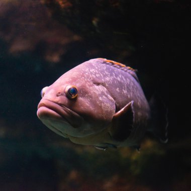 Gölgeli orfoz yakın çekim