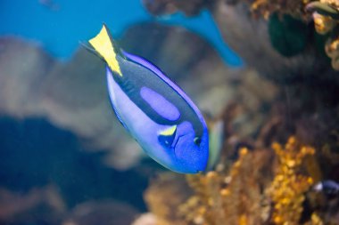 Regal mavi Tang sualtı görüntü