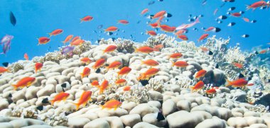 mercan oluşumu üzerinde anthias Okulu