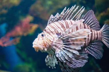Lionfish sualtı görüntü