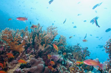 tropikal mercan ile deniz yaşamı