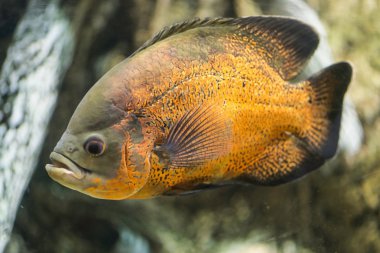 Piraya Piranha sualtı görüntü