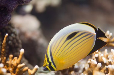 Polip butterflyfish mercanlar üzerinde Yüzme