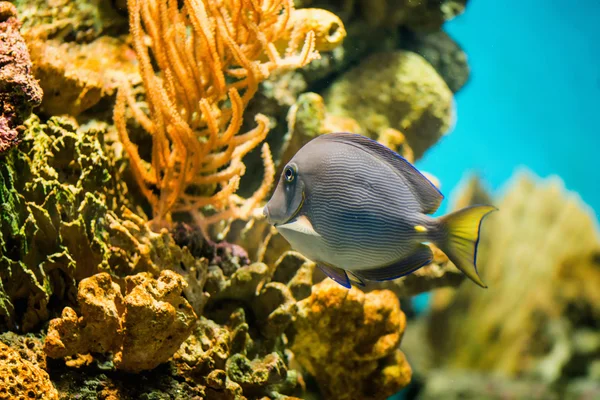 Yellowtail Tang in aquarium — Stockfoto