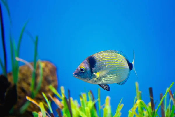 Imagem subaquática de diplodus vulgaris — Fotografia de Stock